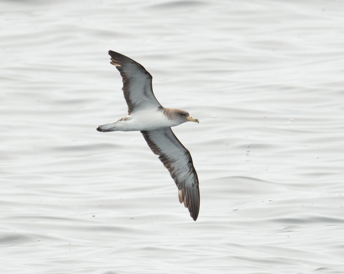 Cory's Shearwater - ML644659693