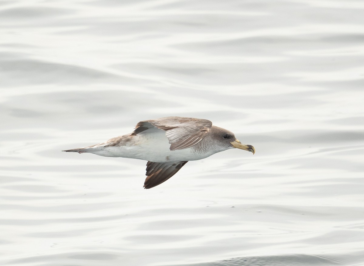 Cory's Shearwater - ML644659695