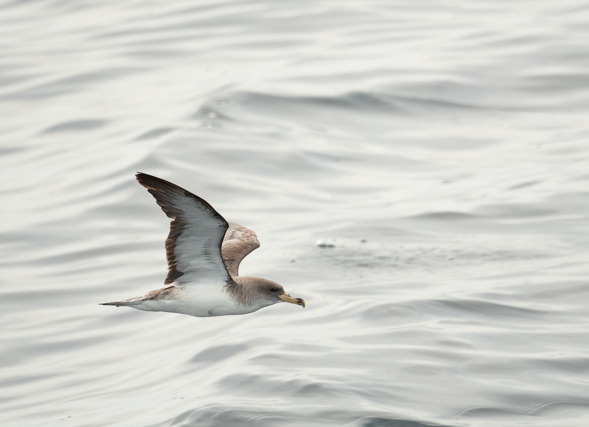 Cory's Shearwater - ML644659696