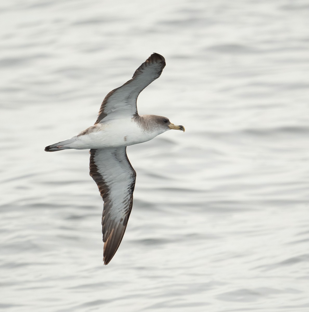 Cory's Shearwater - ML644659697