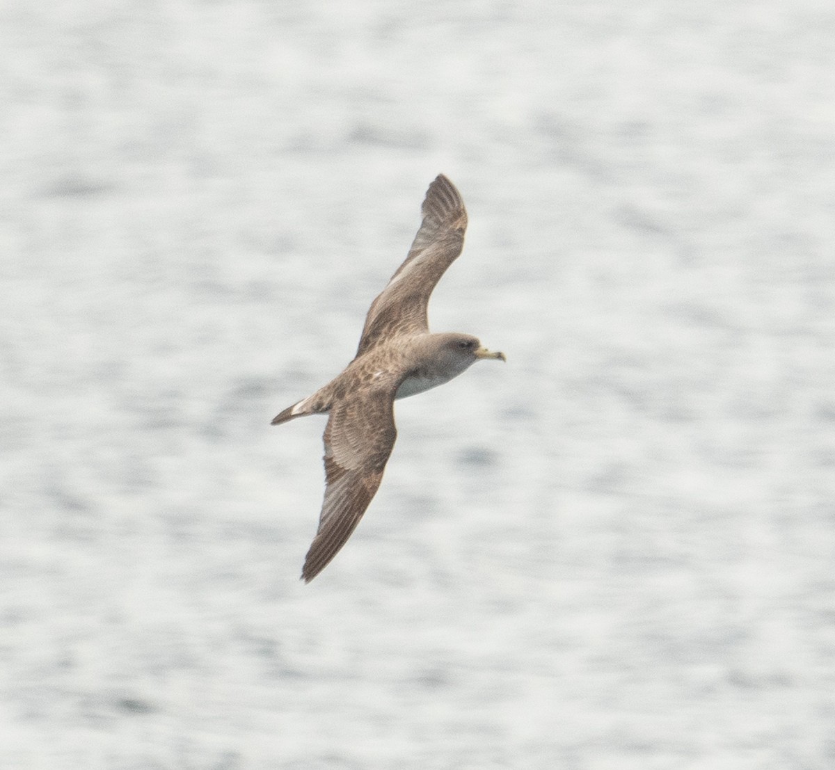 Cory's Shearwater - ML644659698