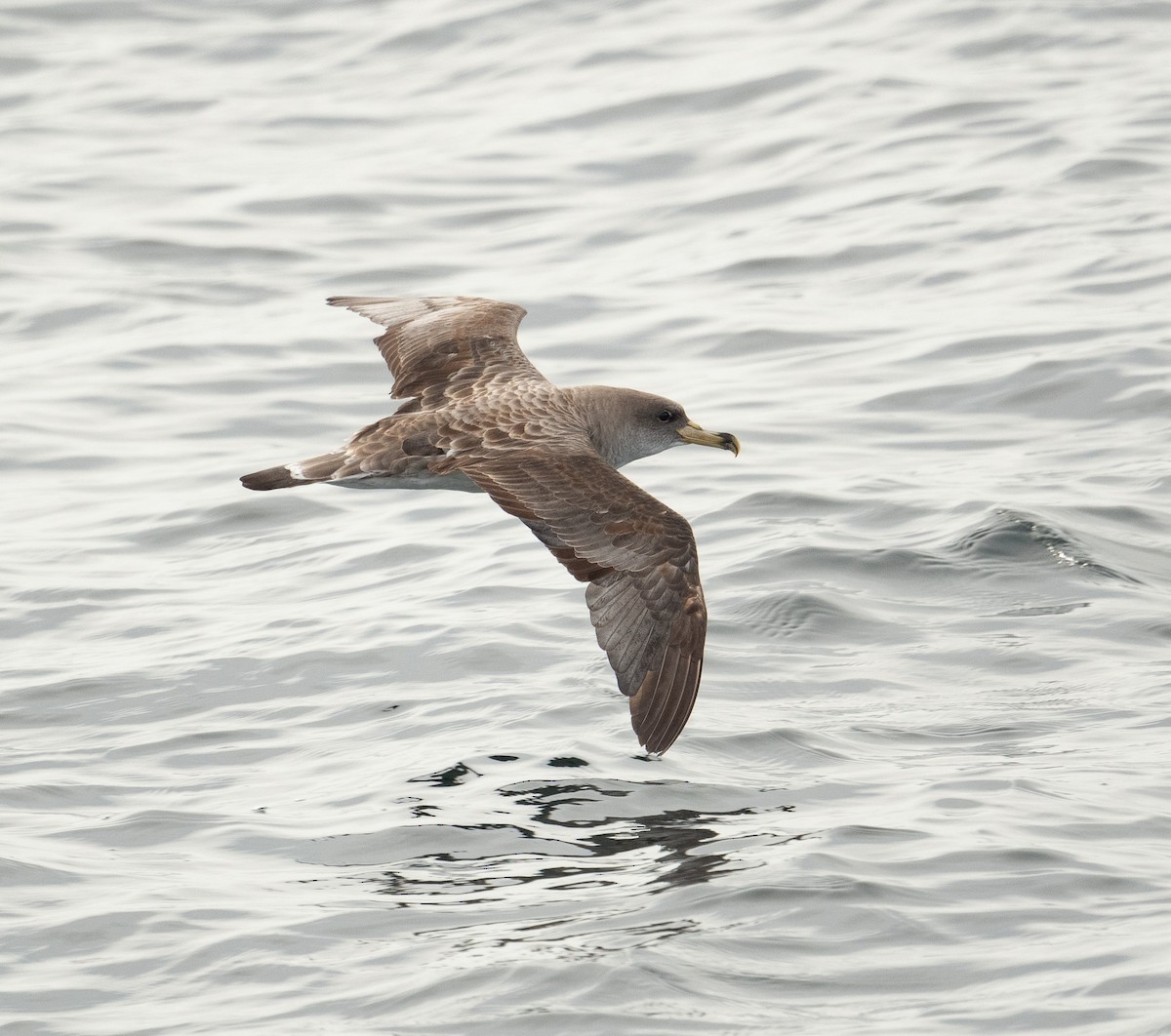 Cory's Shearwater - ML644659699