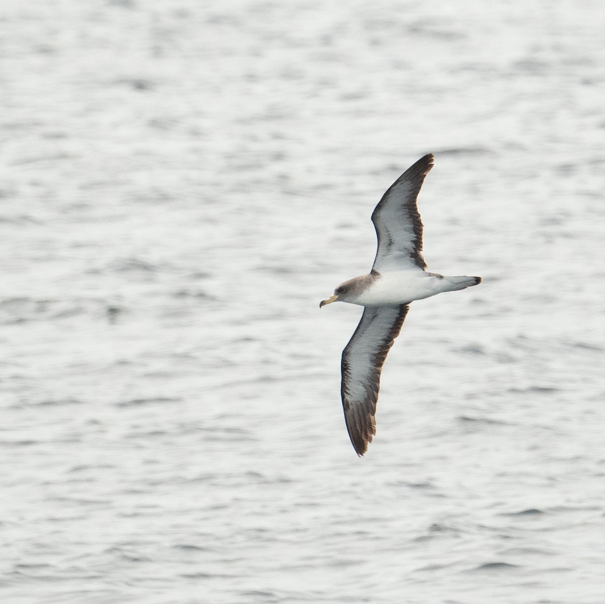 Cory's Shearwater - ML644659700