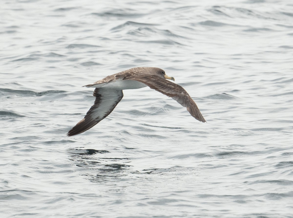 Cory's Shearwater - ML644659701