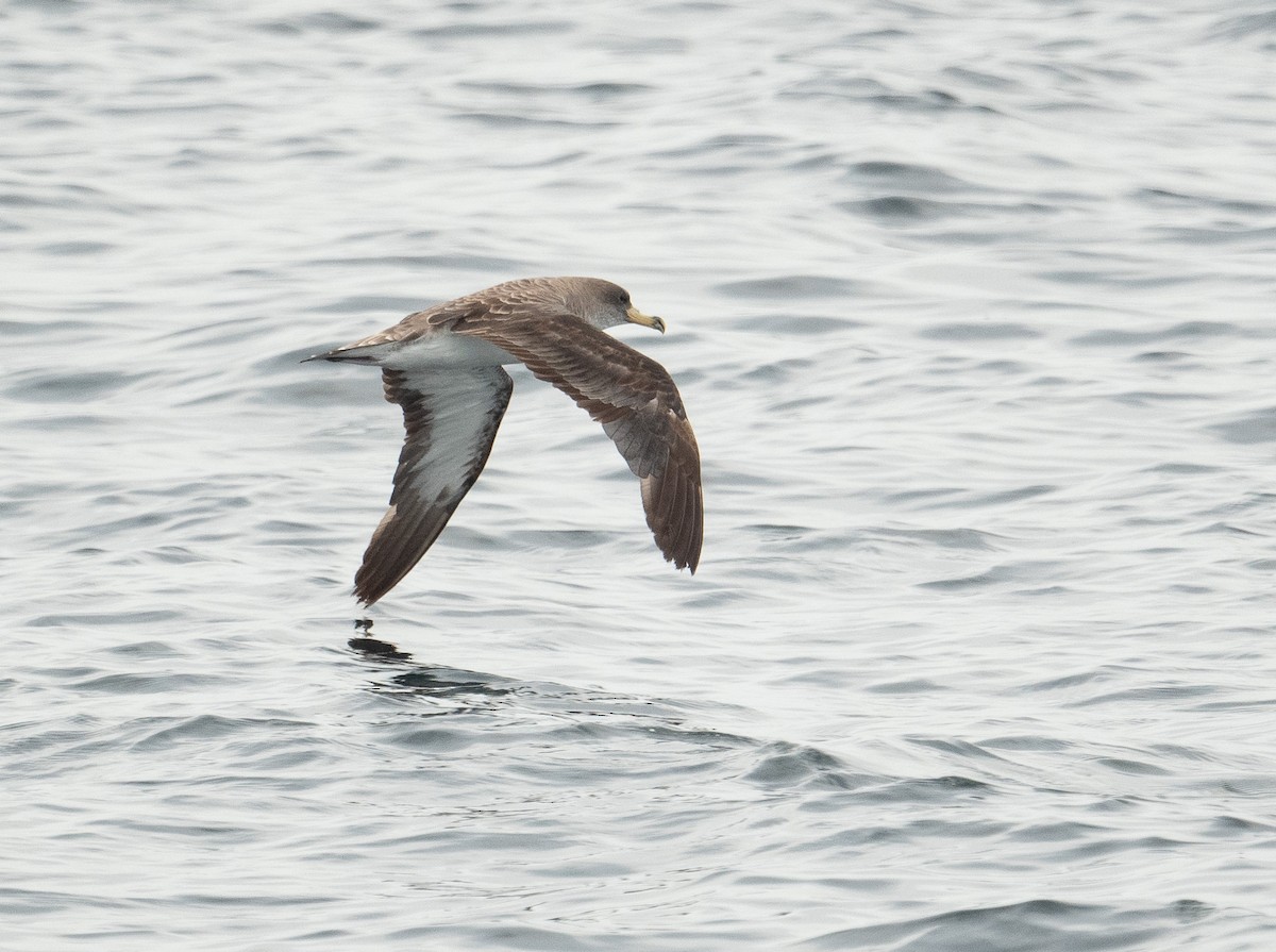 Cory's Shearwater - ML644659702