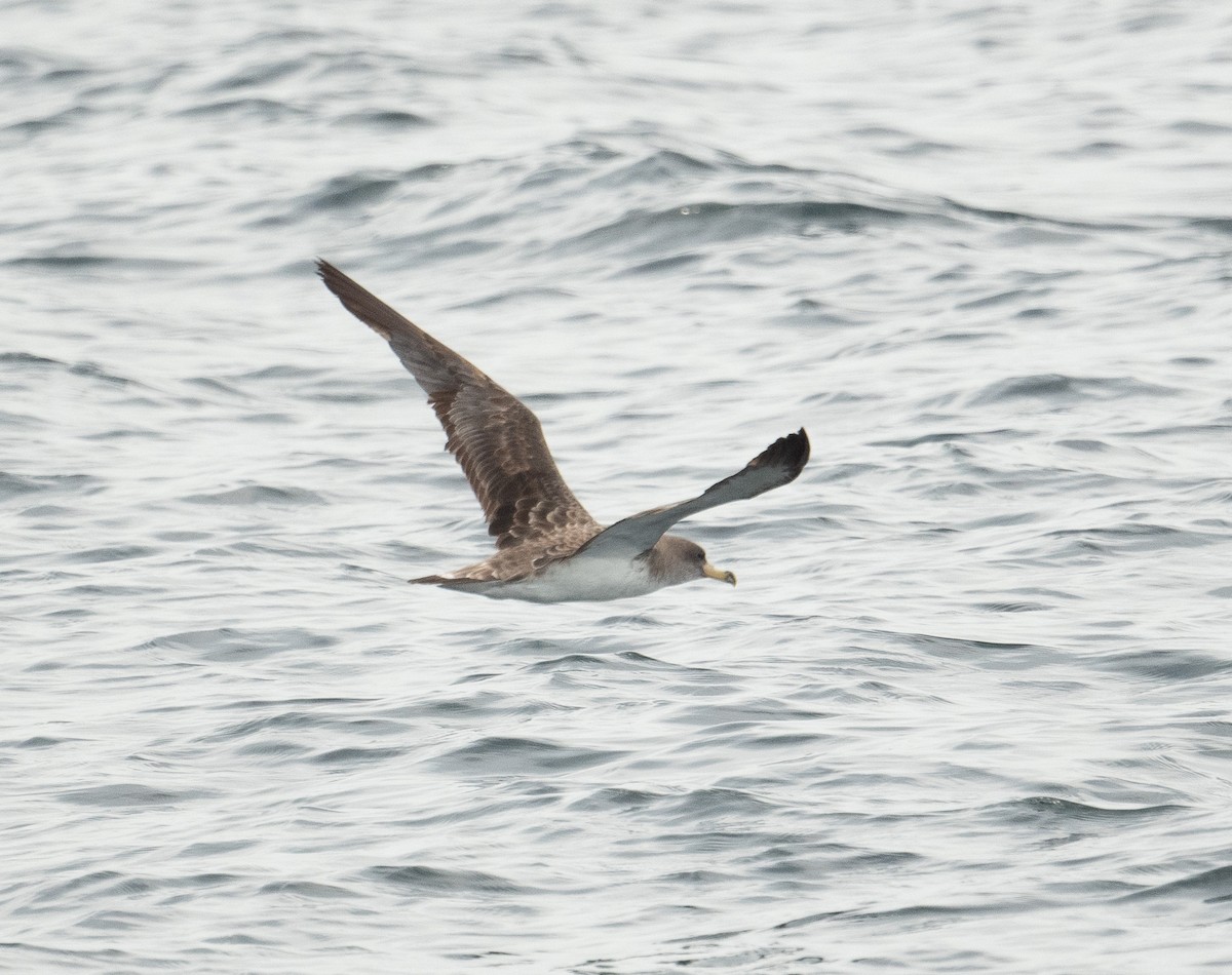 Cory's Shearwater - ML644659703
