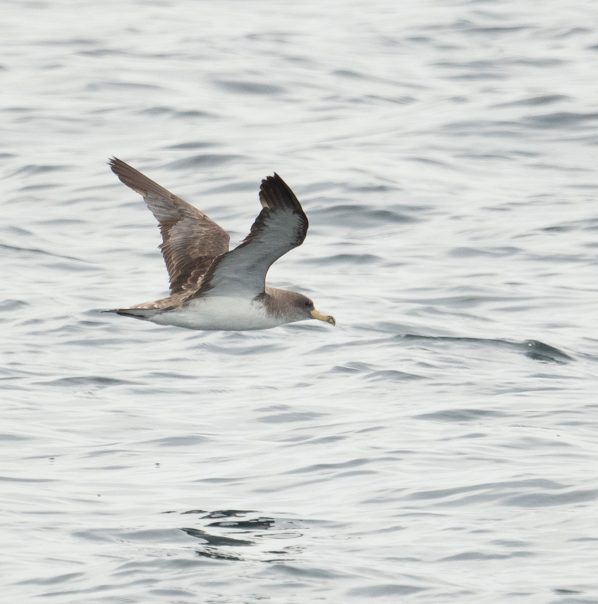 Cory's Shearwater - ML644659704