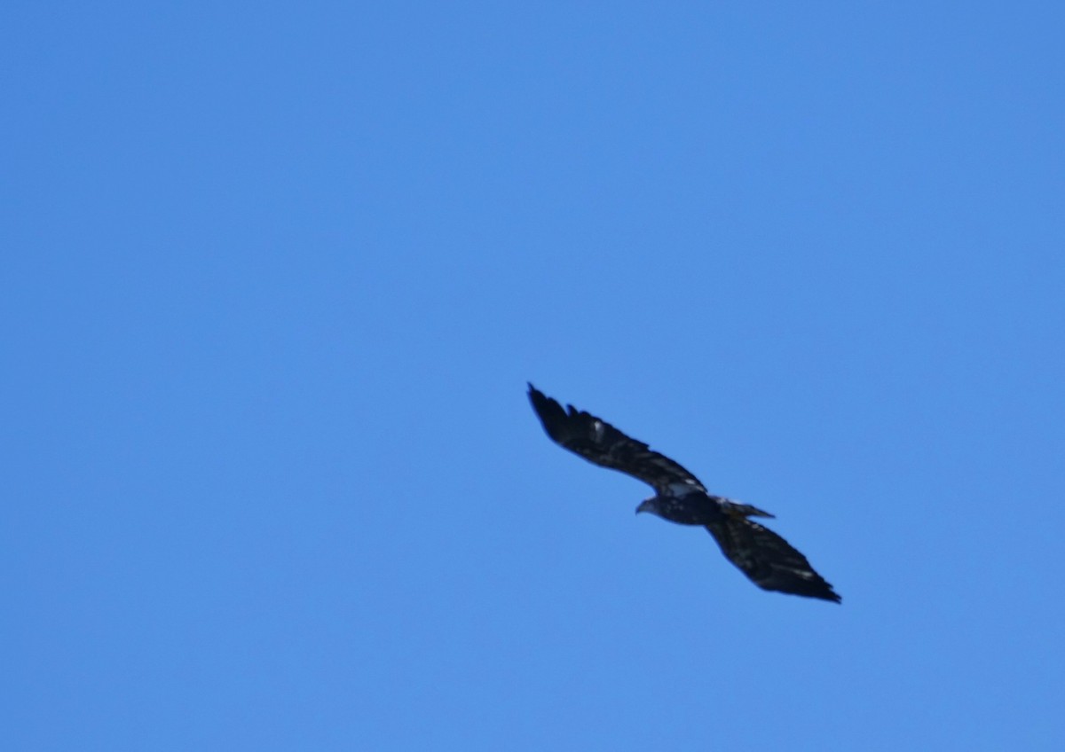 Pygargue à tête blanche - ML644659705