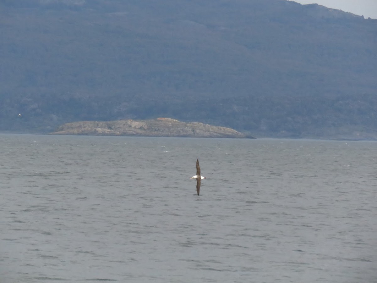 Black-browed Albatross - ML644659708