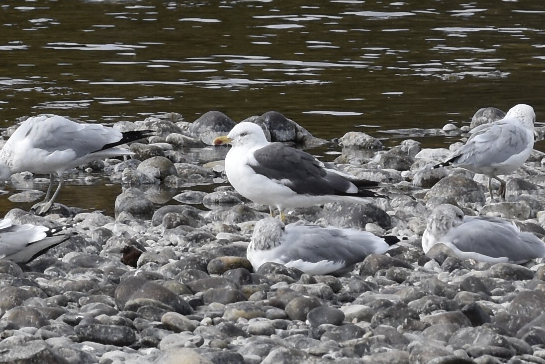 Lesser Black-backed Gull - ML644659709