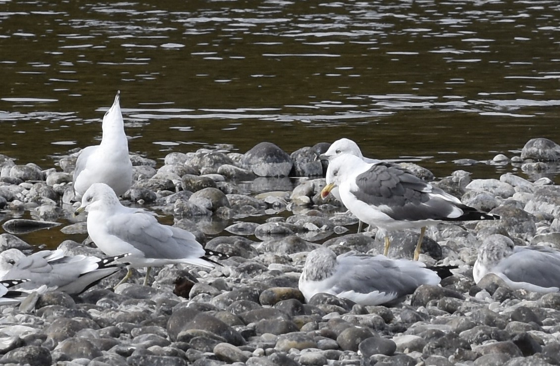 Lesser Black-backed Gull - ML644659710