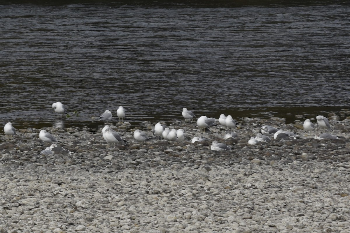 Lesser Black-backed Gull - ML644659711