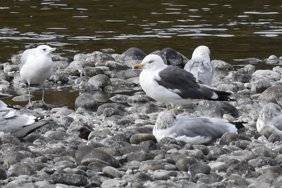 Lesser Black-backed Gull - ML644659712