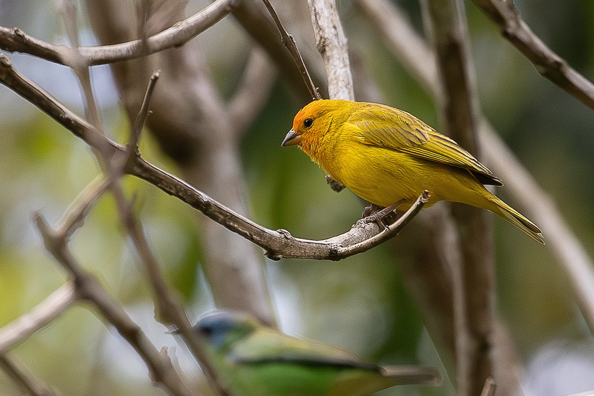 Saffron Finch - ML644659714