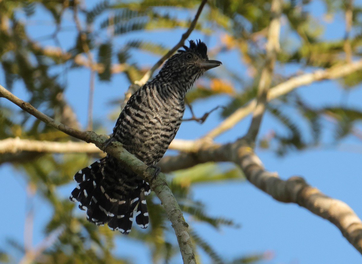 Batará Barrado - ML644659715