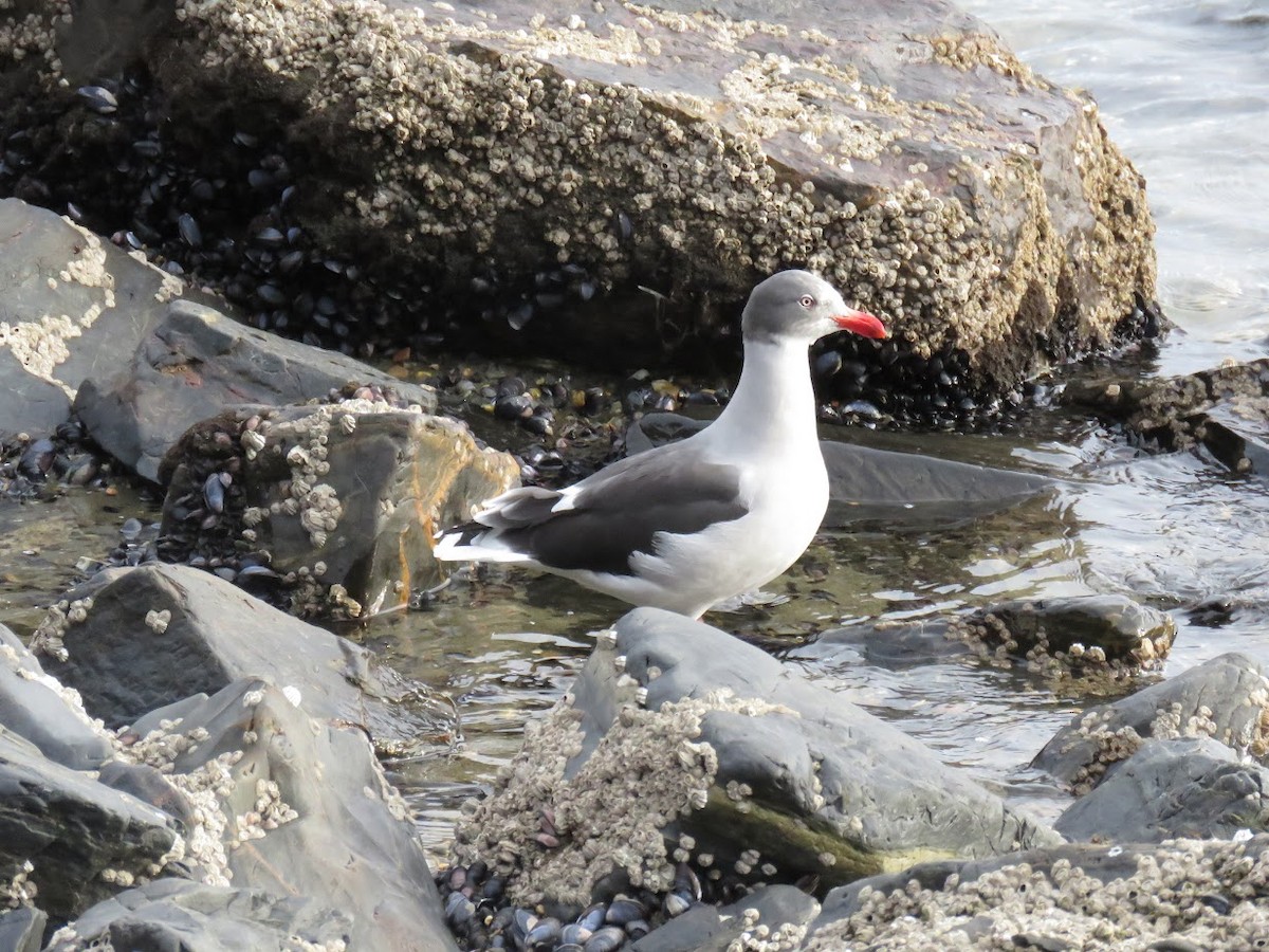 Dolphin Gull - ML644659719