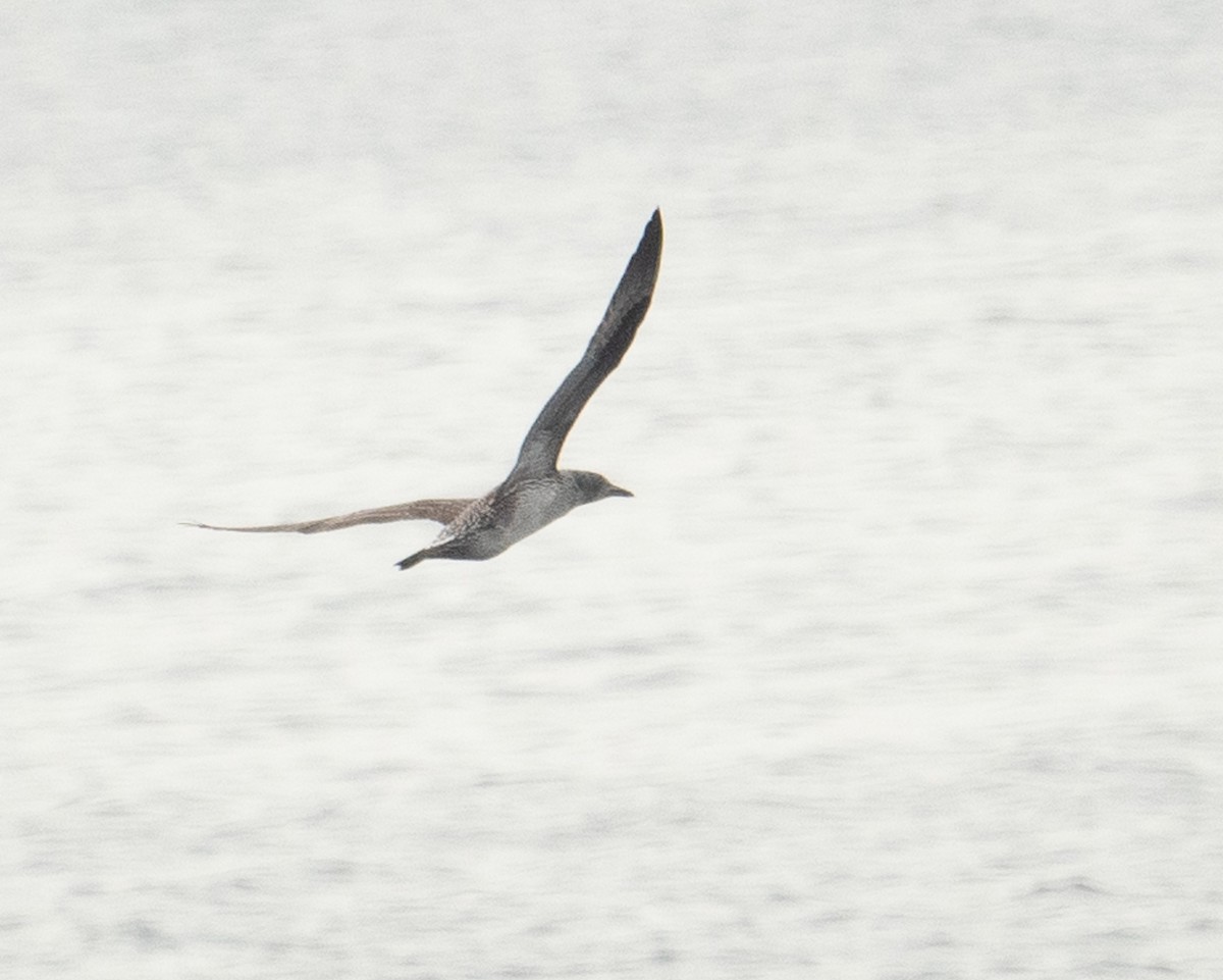 havsule - ML644659721