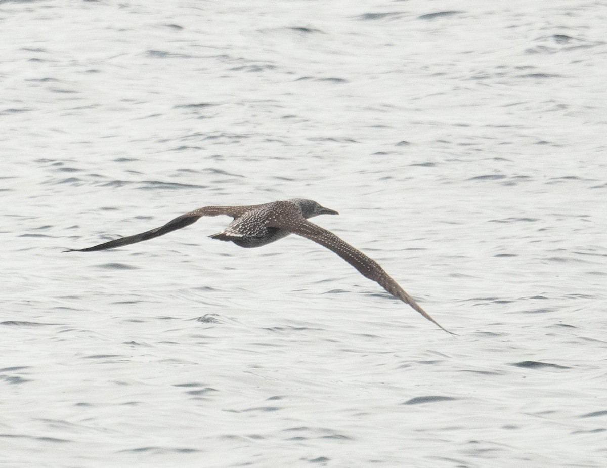 havsule - ML644659722