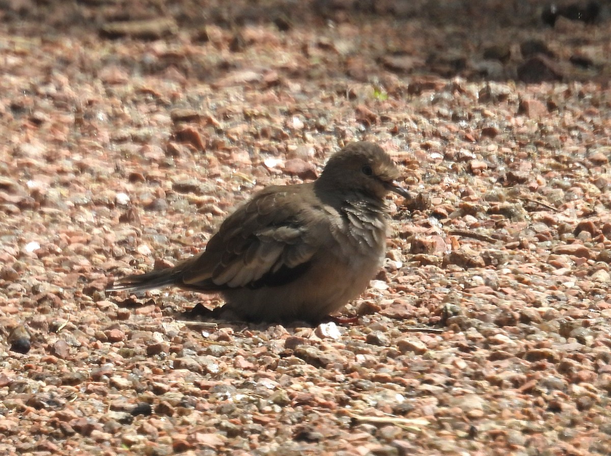 Picui Ground Dove - ML644659733