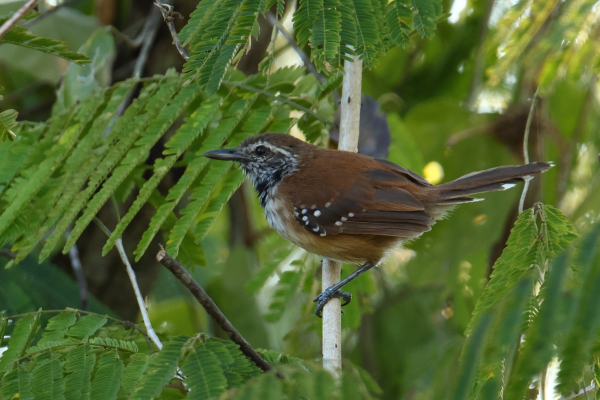 ムナグロアリサザイ - ML644659738