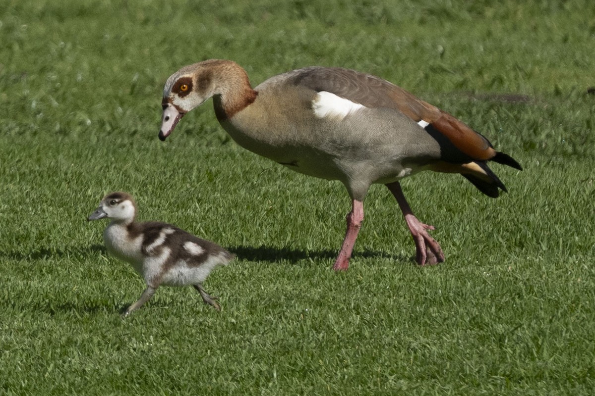 Egyptian Goose - ML644659740