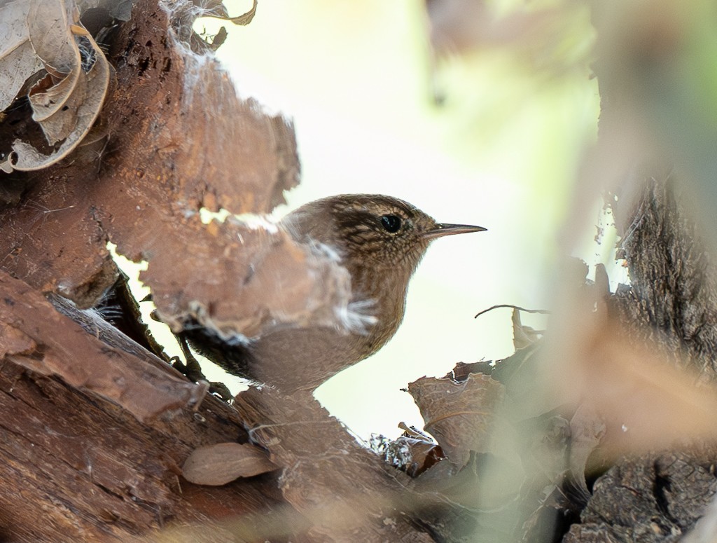 フユミソサザイ - ML644659743