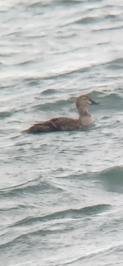 King Eider - ML644659748