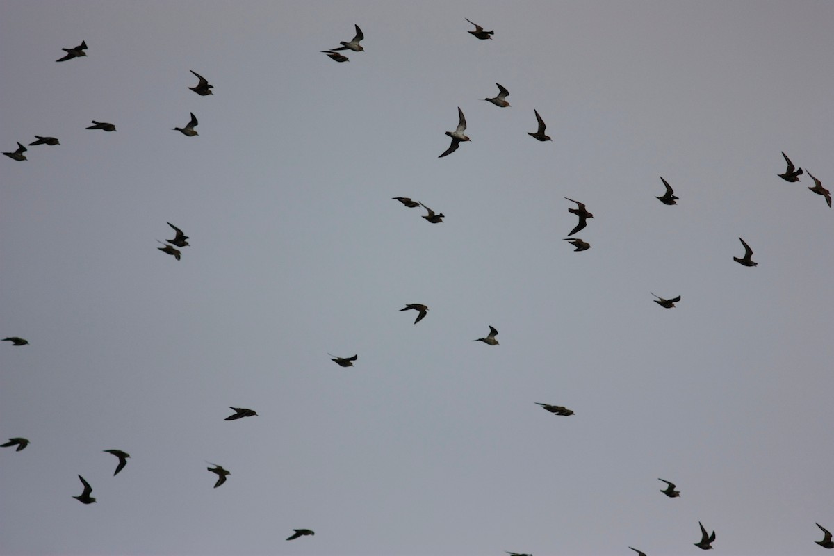 European Golden-Plover - ML644659753