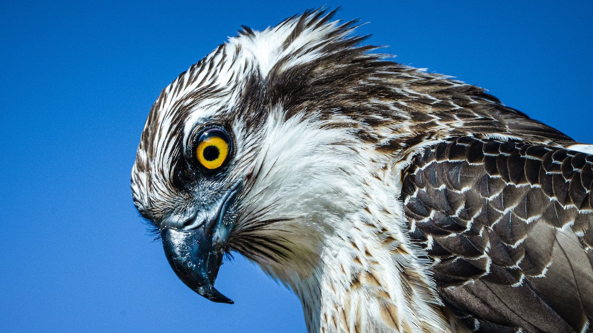 Osprey - ML644659755