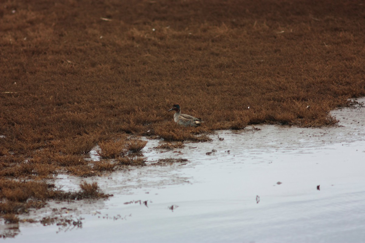 krikkand - ML644659758