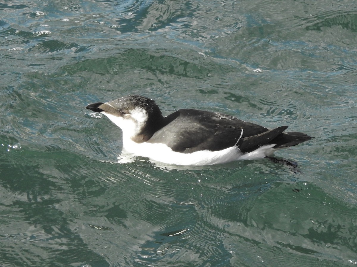 Razorbill - ML644659768