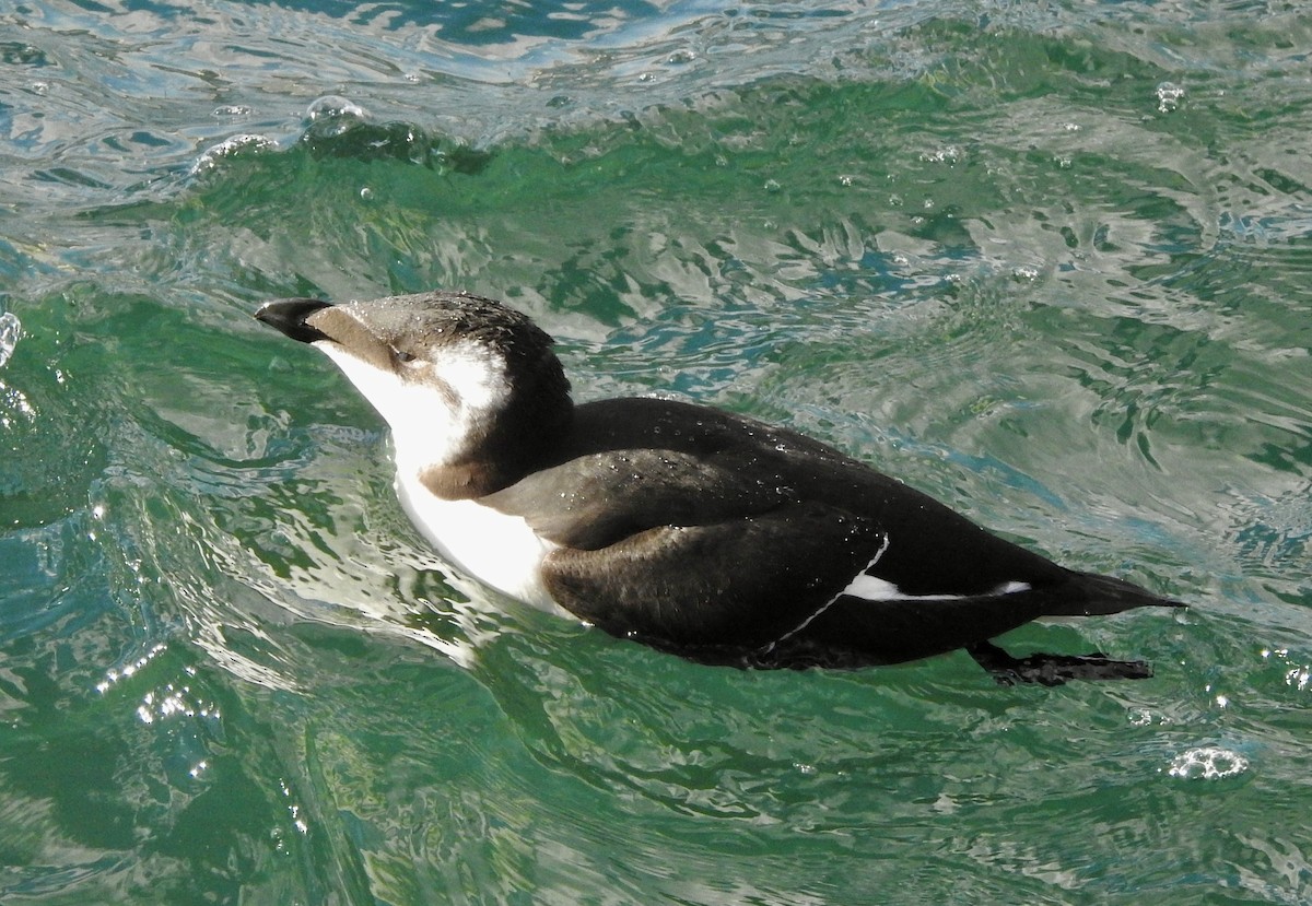 Razorbill - ML644659770