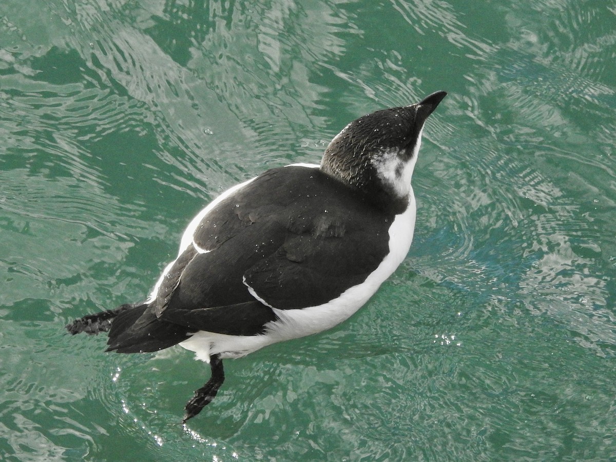 Razorbill - ML644659771
