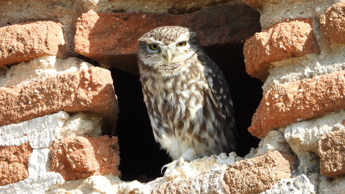 Little Owl - ML644659772