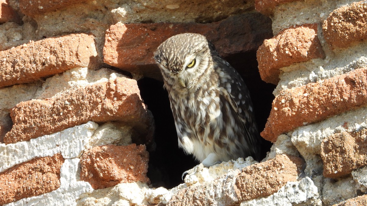 Little Owl - ML644659777