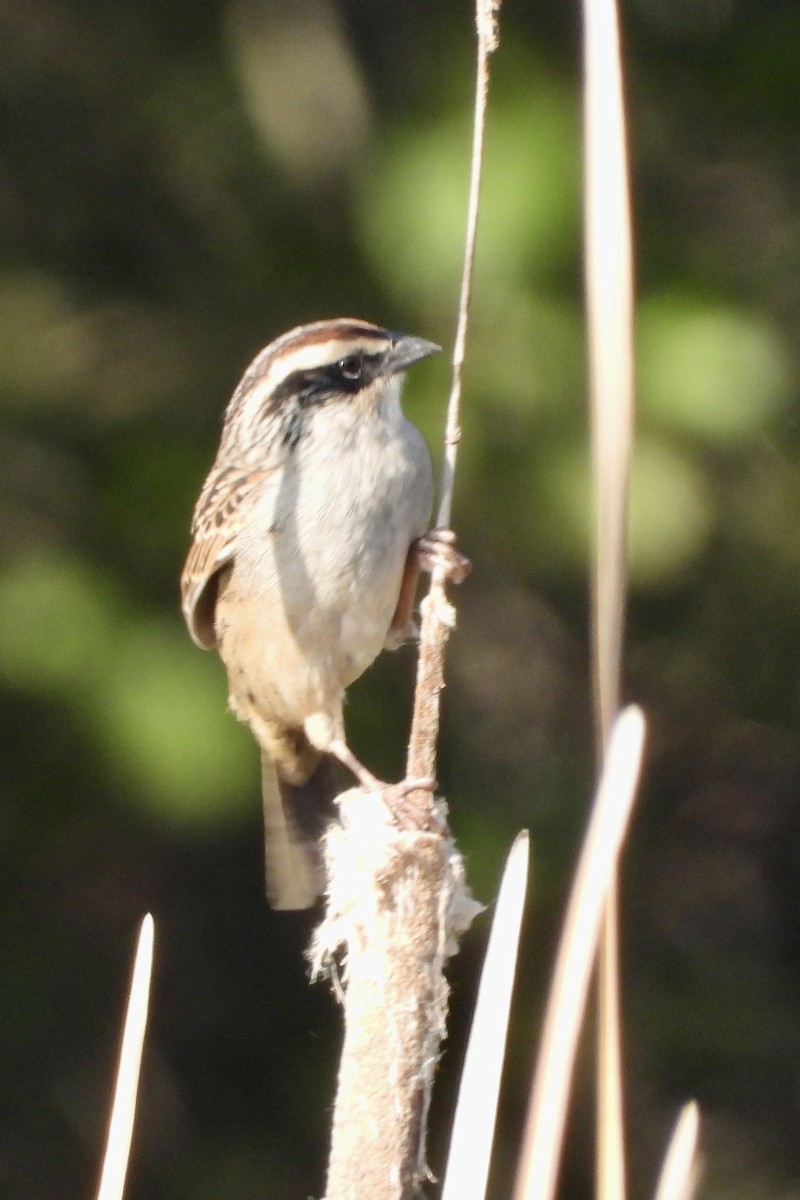Striped Sparrow - ML644659780