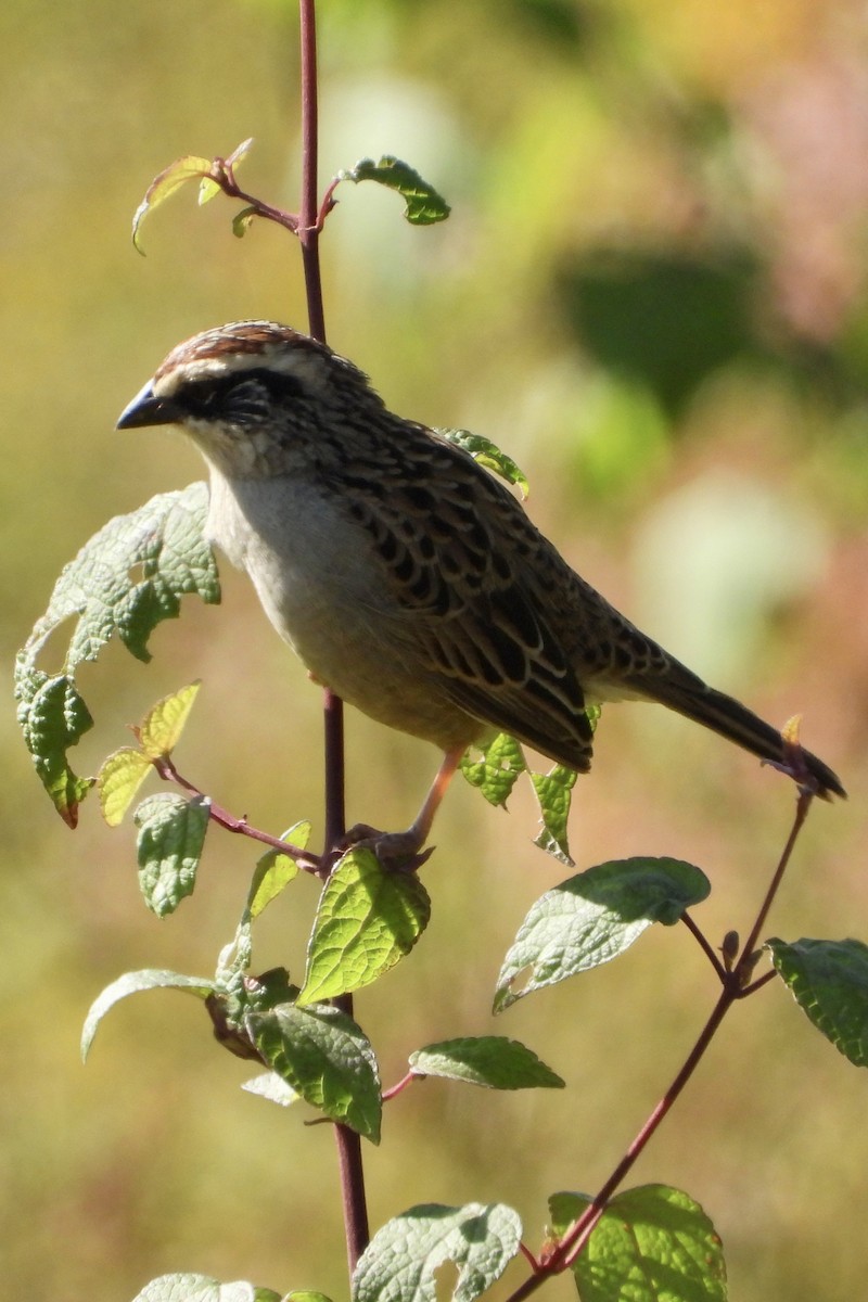 Striped Sparrow - ML644659782