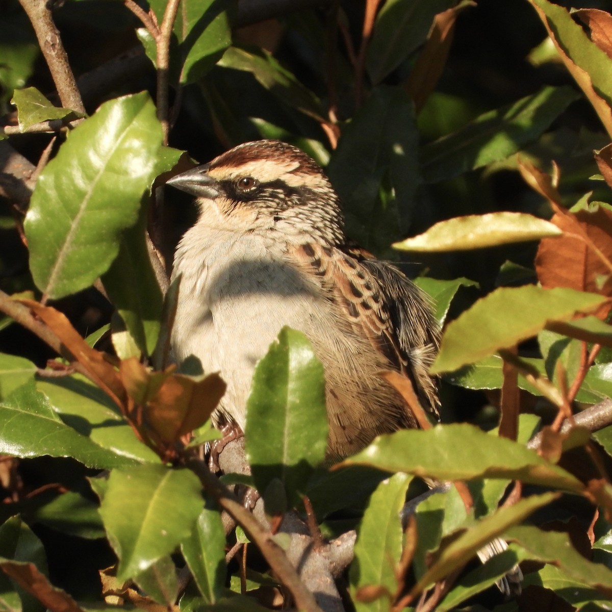 Striped Sparrow - ML644659784
