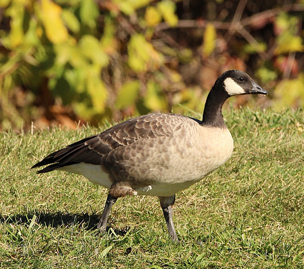 Cackling Goose (Richardson's) - ML644659791