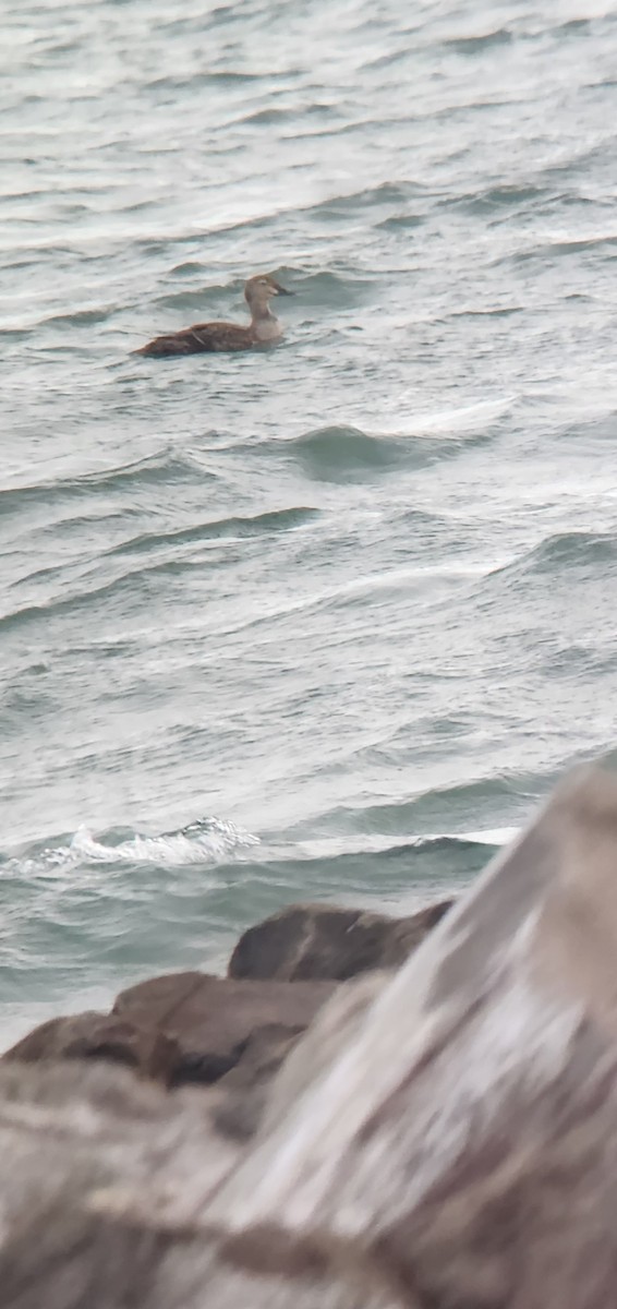 King Eider - ML644659794