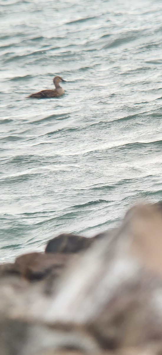 King Eider - ML644659795