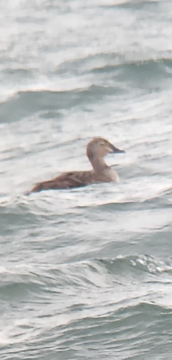 King Eider - ML644659796