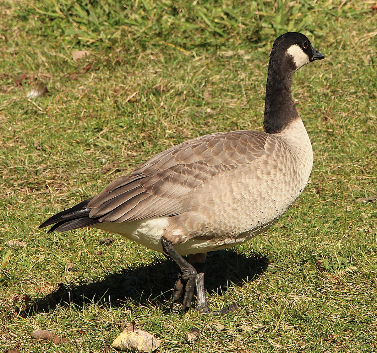 Cackling Goose (Richardson's) - ML644659799