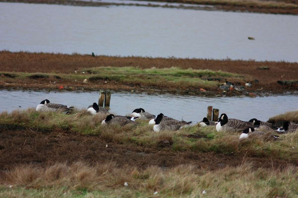 Kanadagans - ML644659800