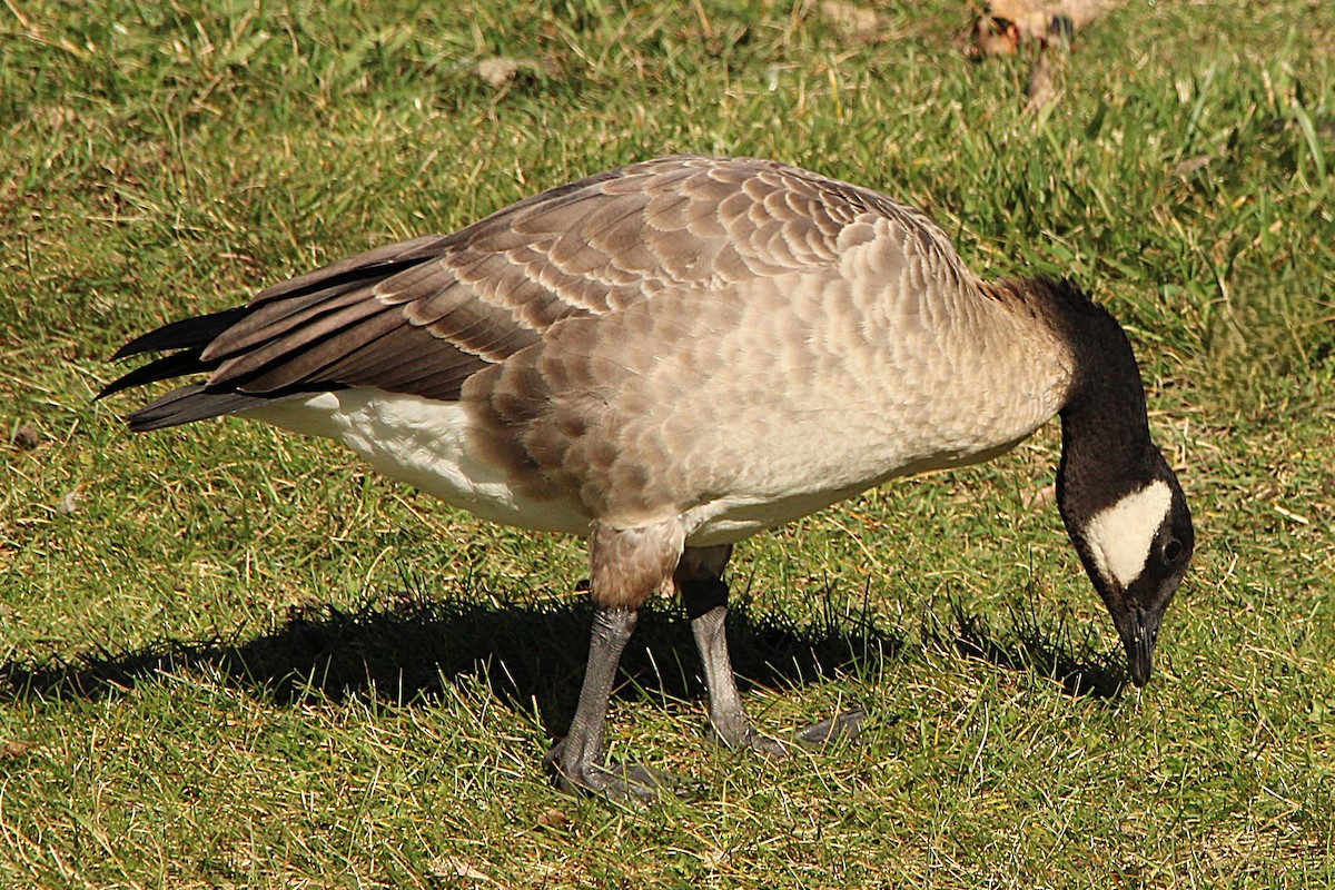 Cackling Goose (Richardson's) - ML644659804