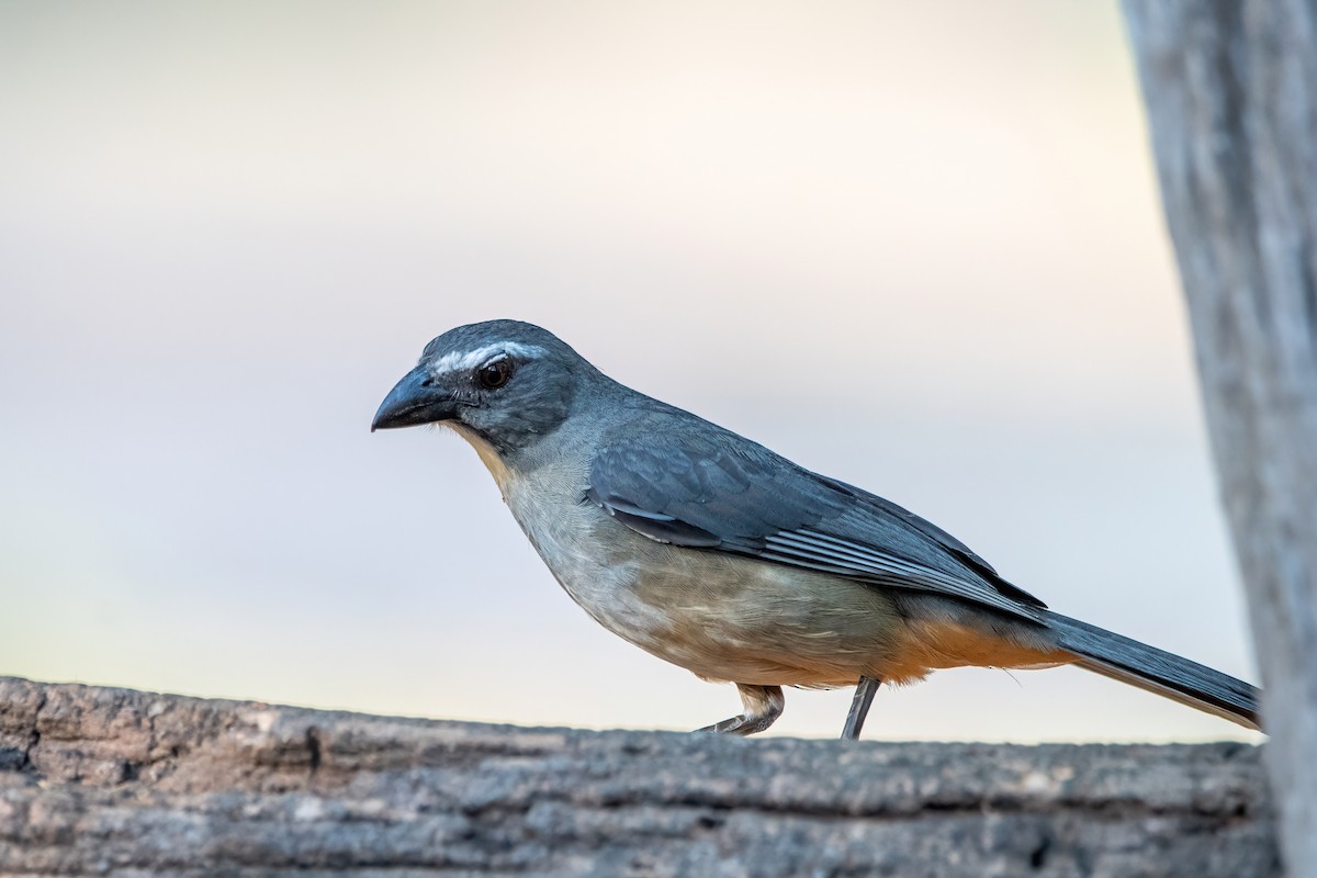 Bluish-gray Saltator - ML644659810