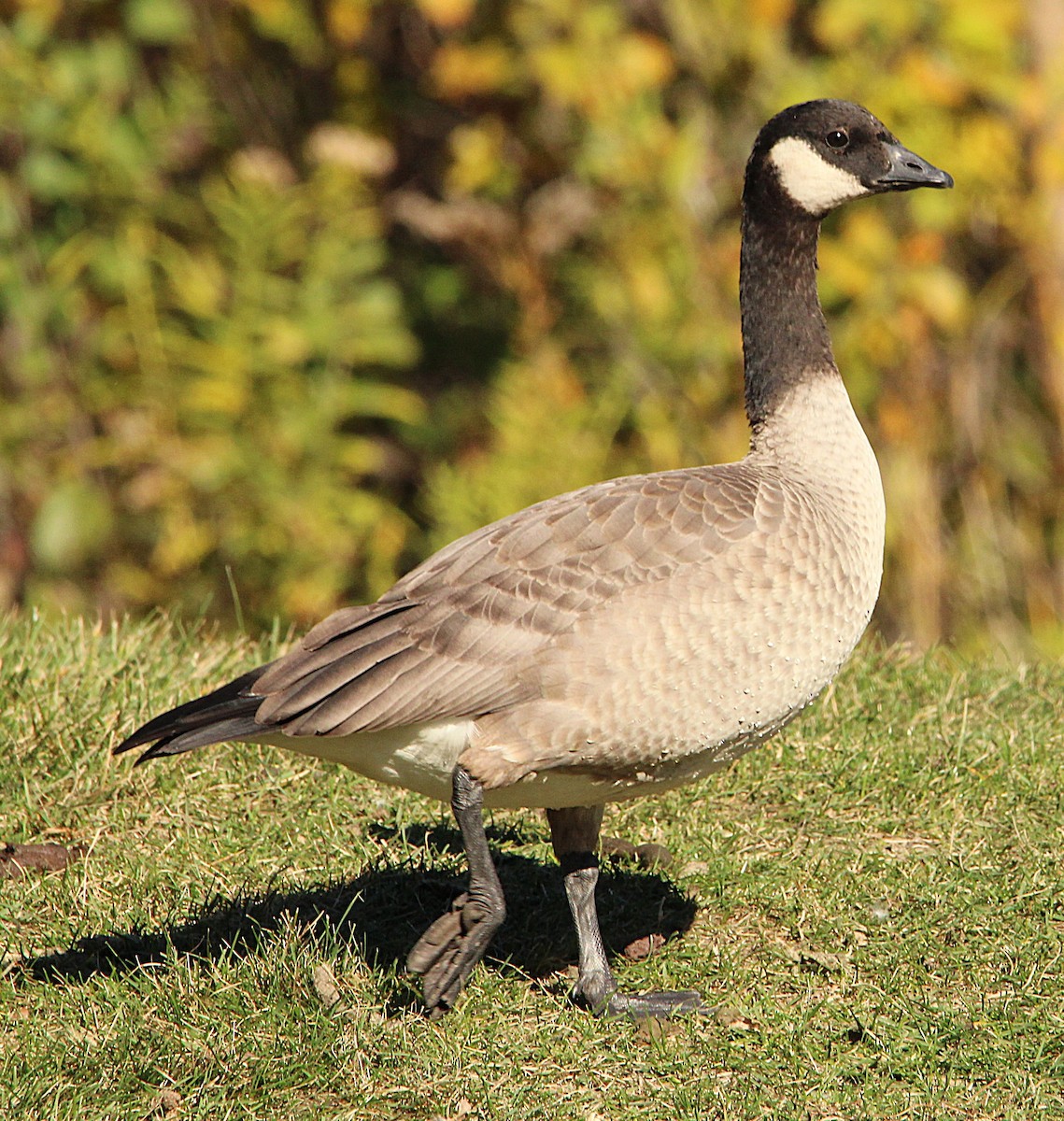Cackling Goose (Richardson's) - ML644659811