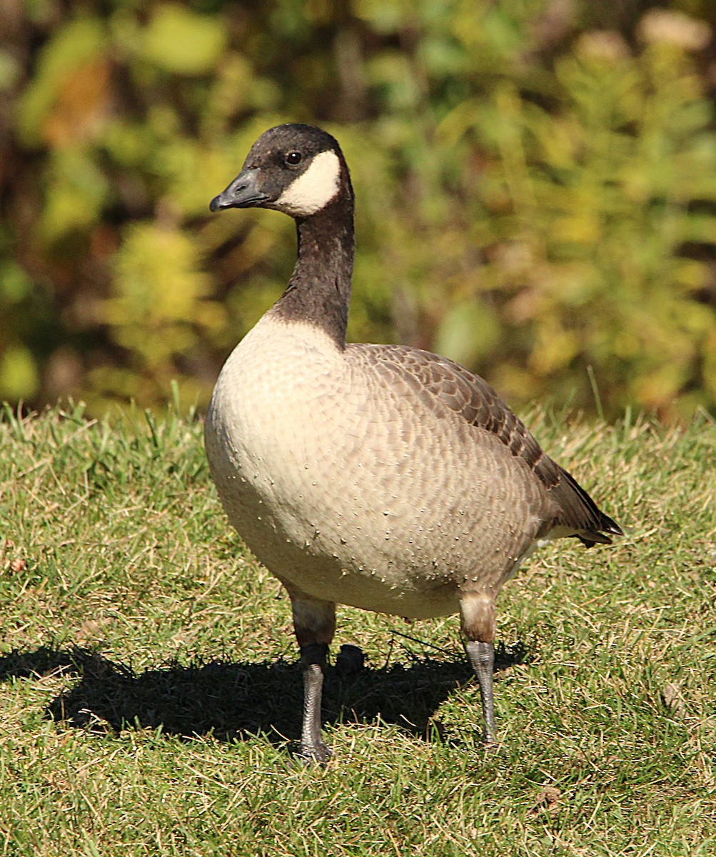 Cackling Goose (Richardson's) - ML644659821