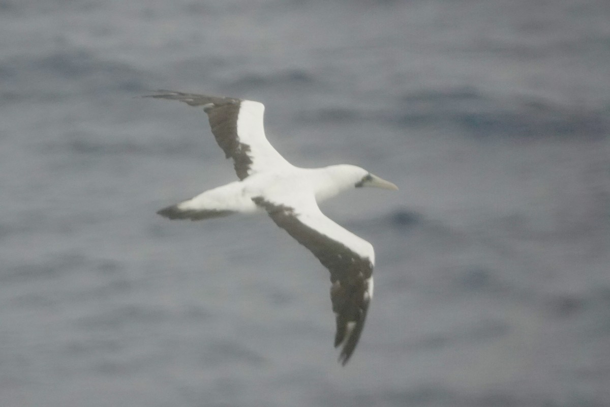 Maskentölpel - ML644659822