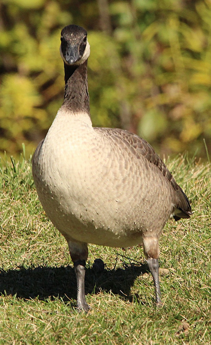 Cackling Goose (Richardson's) - ML644659823